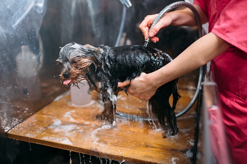 Lavage en libre-service pour les chiens