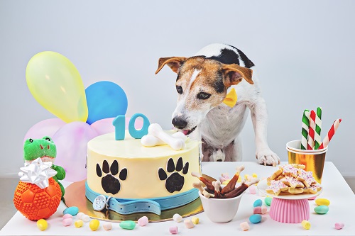 Qu’offrir à son chien pour son anniversaire ?